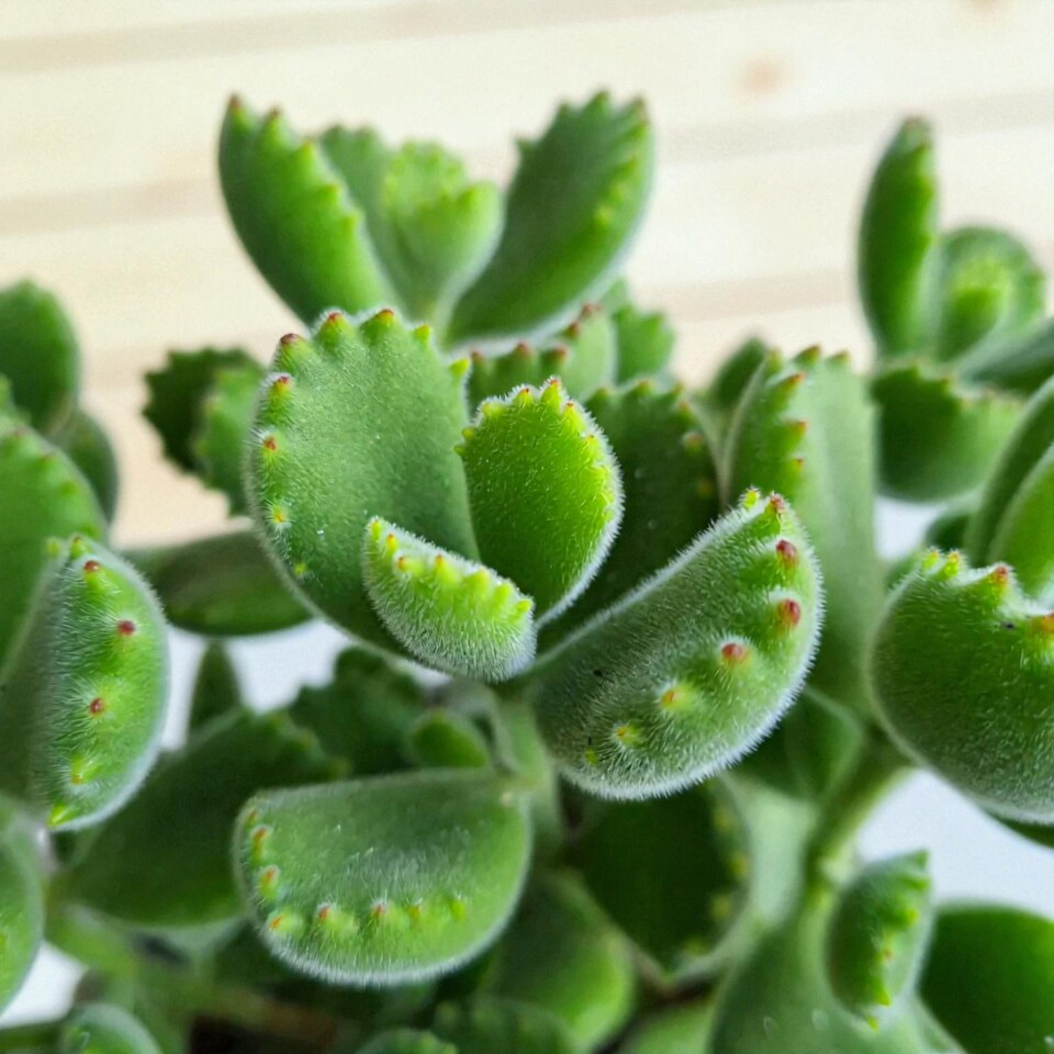 image 1 of 1 x Cotyledon Ladismithiensis Bear Paw Succulent Indoor Plant in 13cm Pot - Fuzzy Easy Care Eye Catching Plant for Home or Office