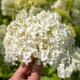 image 2 of Marshalls Garden Hydrangea 'Annabelle' (Hydrangea arborescens) 9cm