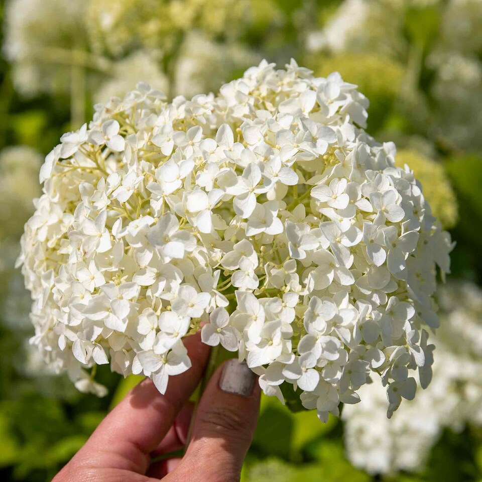 image 1 of Marshalls Garden Hydrangea 'Annabelle' (Hydrangea arborescens) 9cm