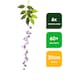 image 2 of Gardenwize Solar Decorative Wisteria Flower Lights (6 Piece w/ 60 LED)