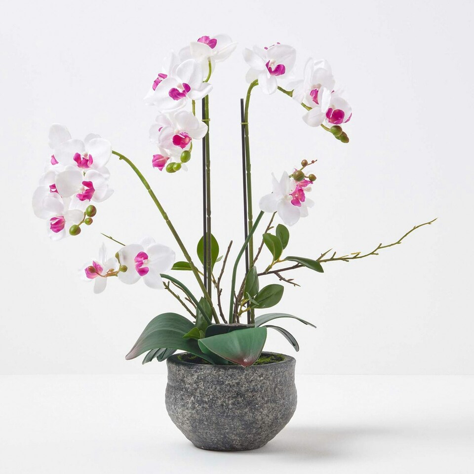 image 1 of Homescapes White Orchid 52 cm Phalaenopsis in Cement Pot Extra Large, 5 Stems