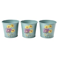 RHS Asteraceae Herb Pots