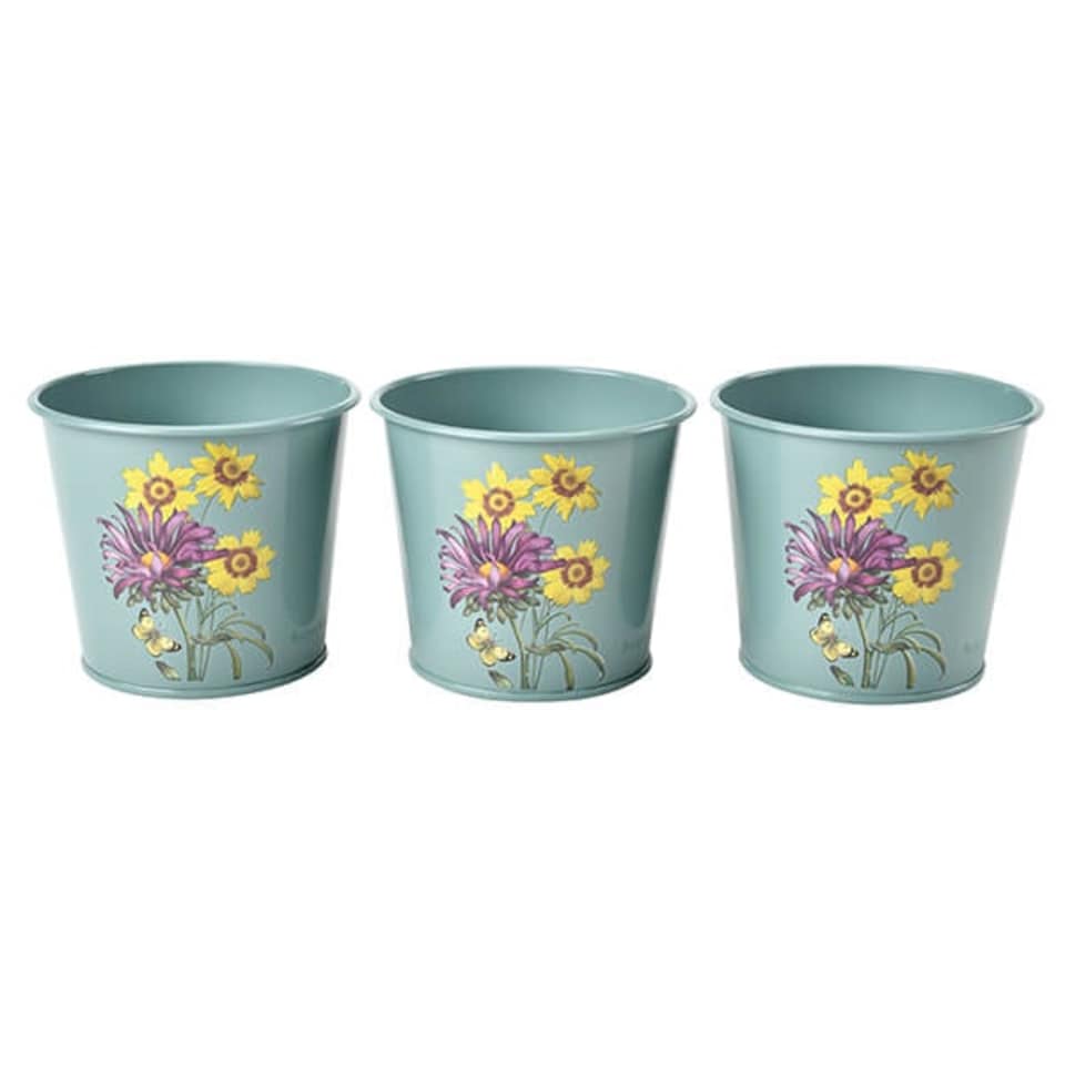 image 1 of RHS Asteraceae Herb Pots