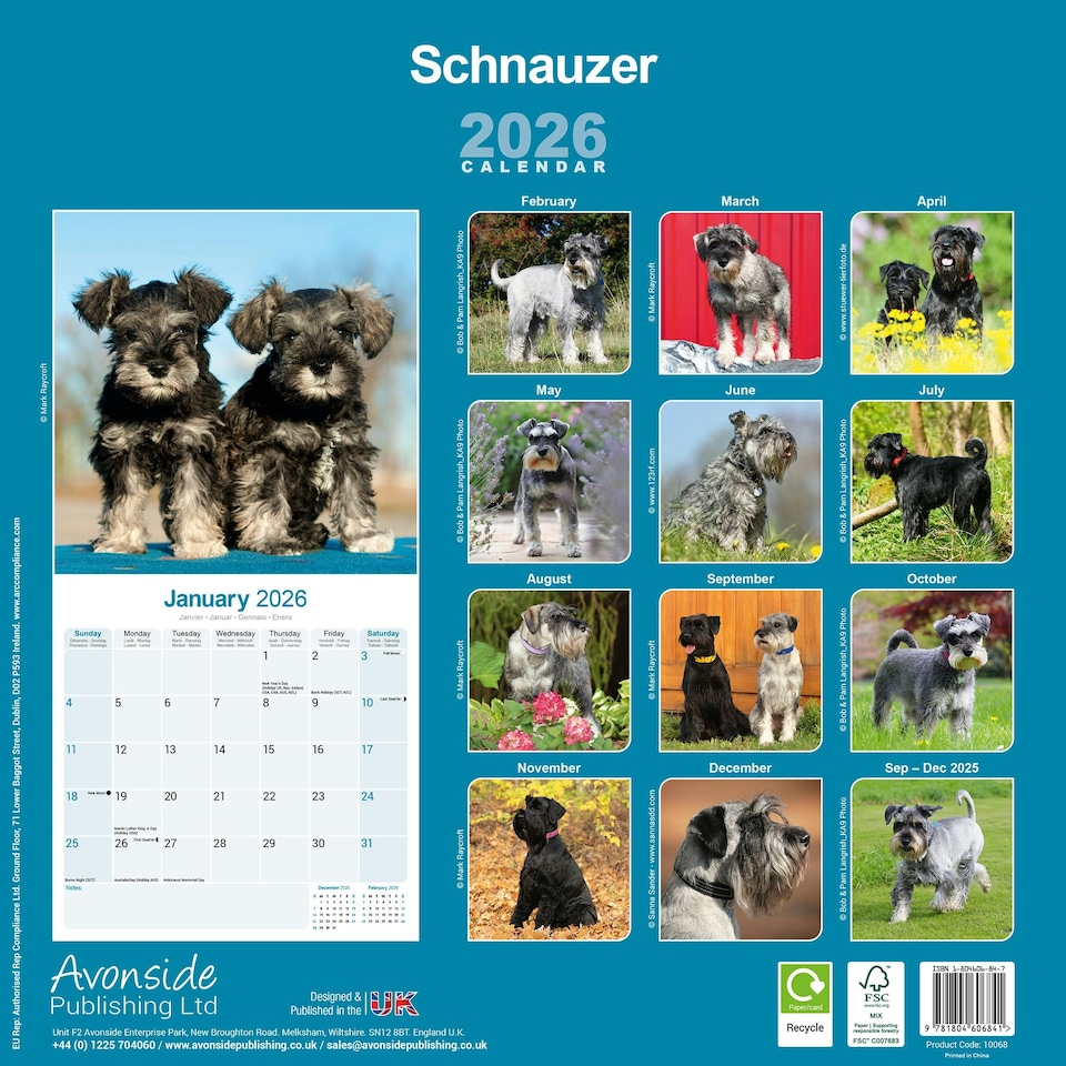 image 1 of Schnauzer 2026 Calendar | Square Wall Calendar | Dog Breed Gift | Plastic Free Packaging | by Avonside Publishing
