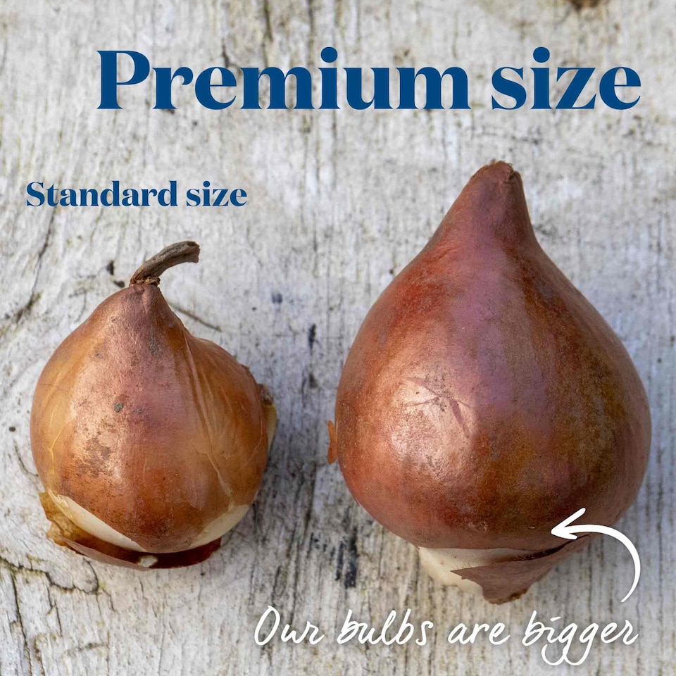 image 1 of Marshalls Garden Tulip Bulbs 'Purple Prince' – 10 Bulbs, Early-Flowering Purple Tulips