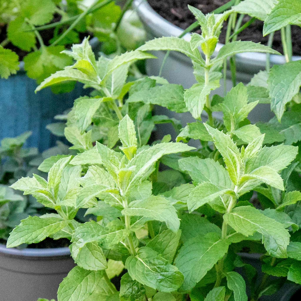 image 1 of Marshalls Garden Mint 'Spearmint' | Green | Soft green leaves with pink, lilac, or white flowers | 3 x 9cm Plants