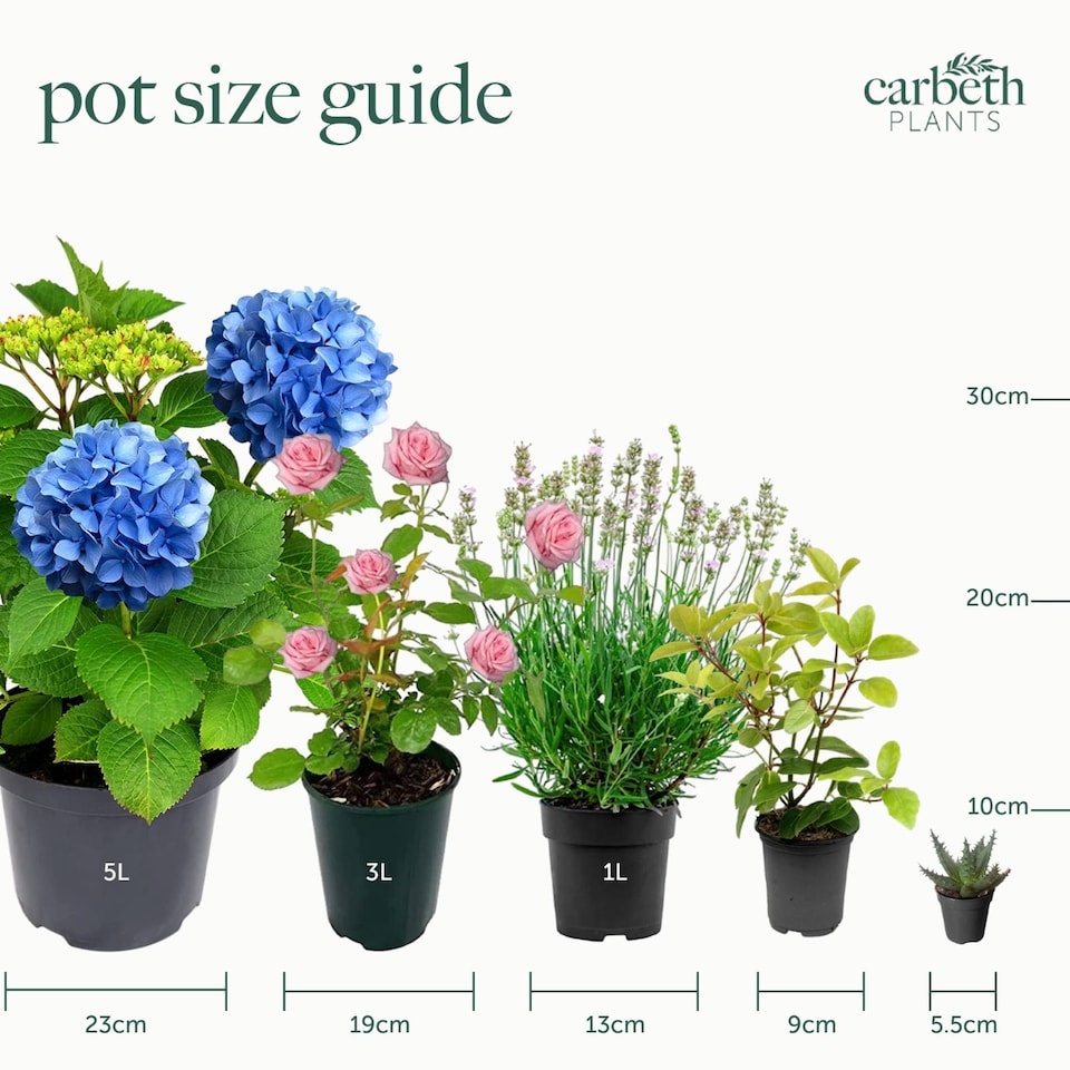 image 1 of 2 x Kalanchoe Oricula in 8.5cm Pot - Easy Care Indoor Houseplant