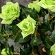 image 9 of Outsunny Set of 2 90cm Artificial Rose Tree, Fake Decorative Plant, Green
