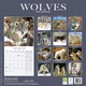 image 2 of Wolves 2026 Calendar | Square Wall Calendar | Animal Gift | Plastic Free Packaging | by Avonside Publishing