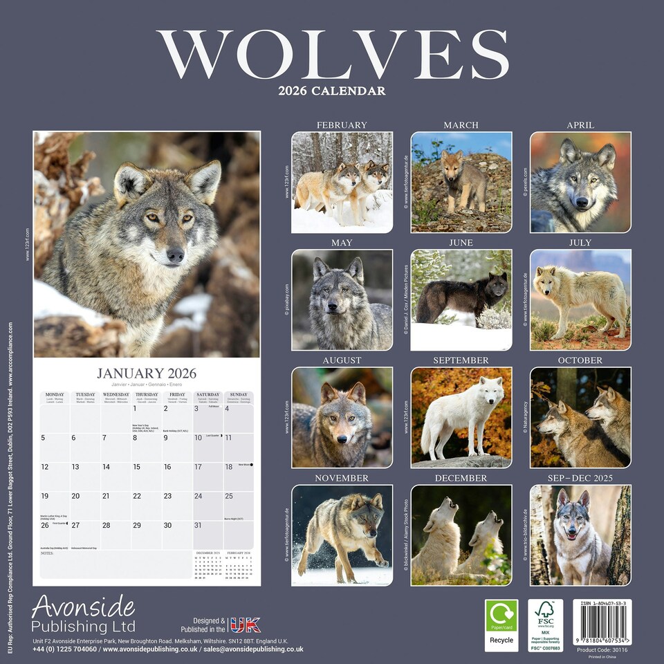 image 1 of Wolves 2026 Calendar | Square Wall Calendar | Animal Gift | Plastic Free Packaging | by Avonside Publishing