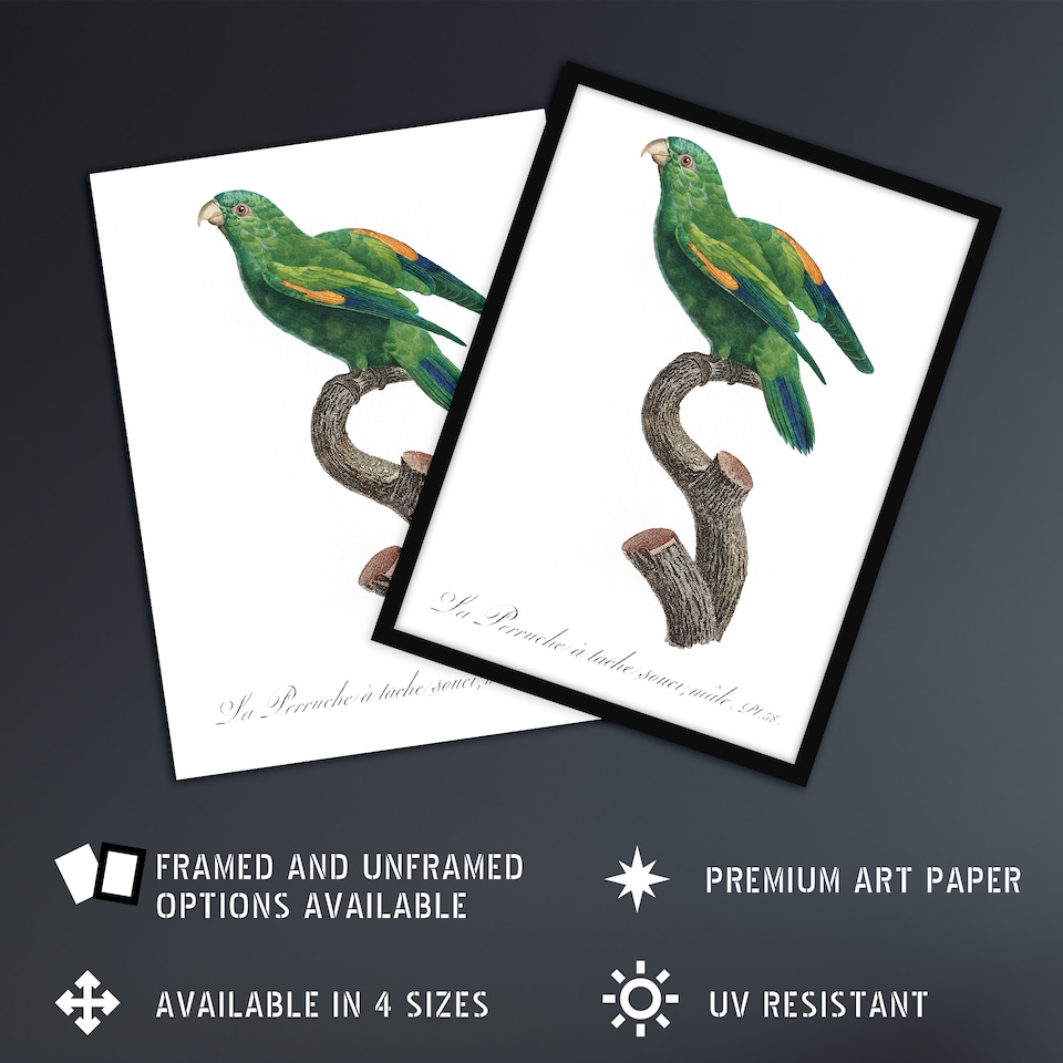 image 1 of The Marigold Lorikeet Parrot Levaillant Framed Wall Art Print 12X16"