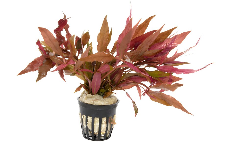 image 1 of Scarlet Temple (Alternanthera reineckii) - Live Aquarium Plant for Midground Planting, Red Foliage - Fish Tank Plant