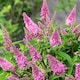 image 4 of Marshalls Garden Buddleja 'Butterfly Candy Little Pink' 3 x 9cm