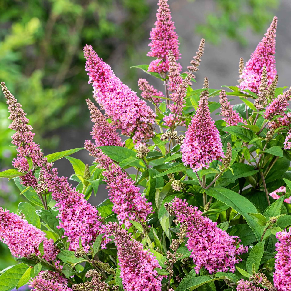 image 1 of Marshalls Garden Buddleja 'Butterfly Candy Little Pink' 3 x 9cm