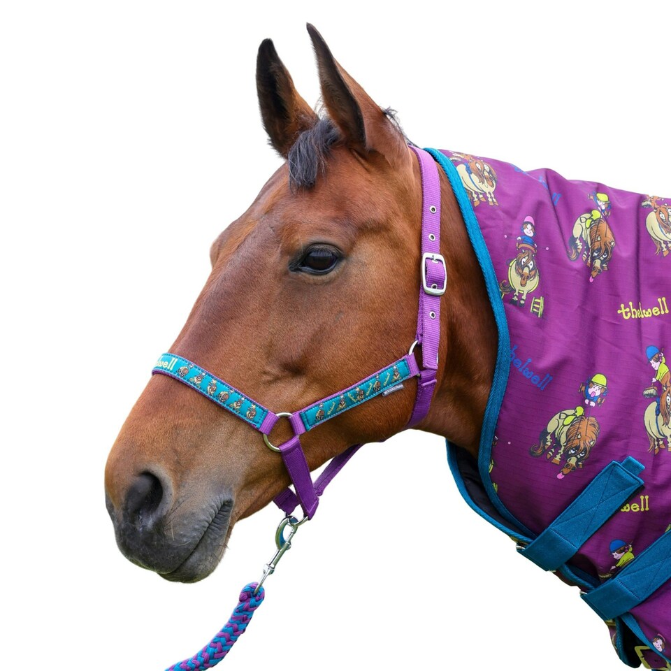 image 1 of Thelwell Pony Friends Horse Headcollar - Imperial Purple/Pacific Blue - Pony