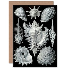 Nature Ernst Haeckel Shell Whelk Biology Art Card