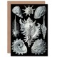 image 1 of Nature Ernst Haeckel Shell Whelk Biology Art Card