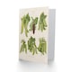 image 2 of Ernst Benary Art Card Pea Plant Varieties Vintage Botanical