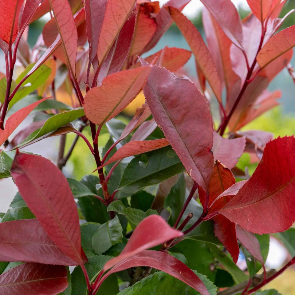 image 1 of Photinia 'Red Robin' 3 x 9cm potted shrub - evergreen with bright red spring foliage