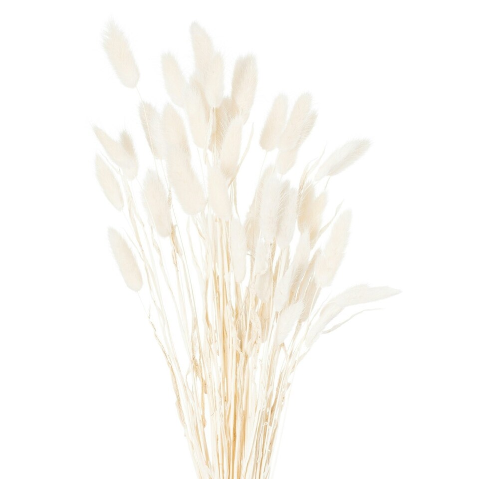 image 1 of Hill Interiors Bunny Tail Dried Flower (Pack of 60) - White - 60cm