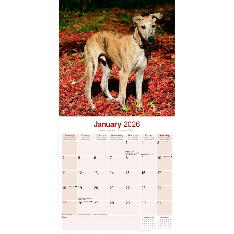 image 1 of Greyhound 2026 Calendar | Square Wall Calendar | Dog Breed Gift | Plastic Free Packaging | by Avonside Publishing