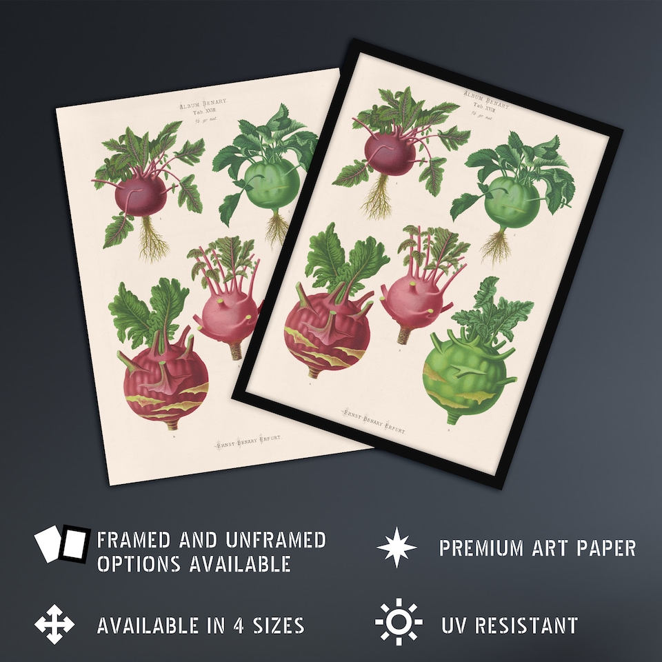 image 1 of Kohlrabi Turnip Cabbage Ernst Benary Huge Wall Art Poster Print 24X32"