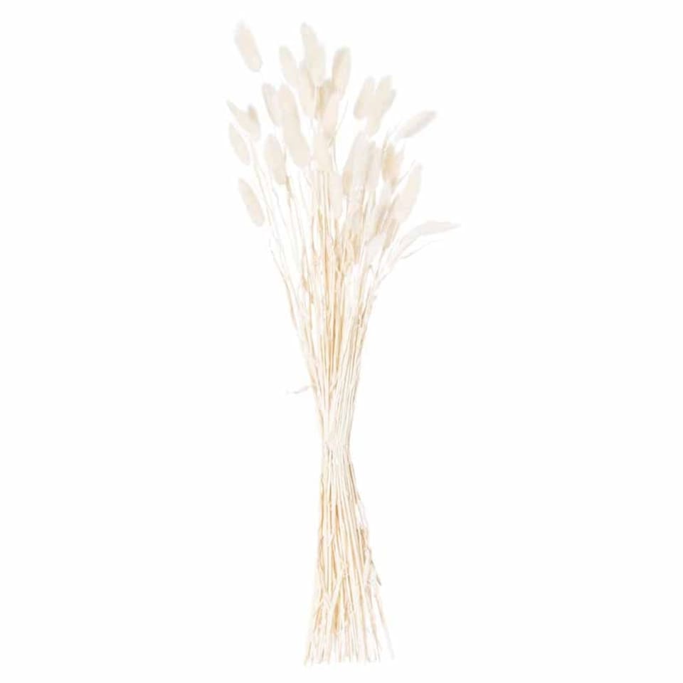 image 1 of Dried Bunny Tail Bunch of 60 Artificial Plant - H60 cm - White