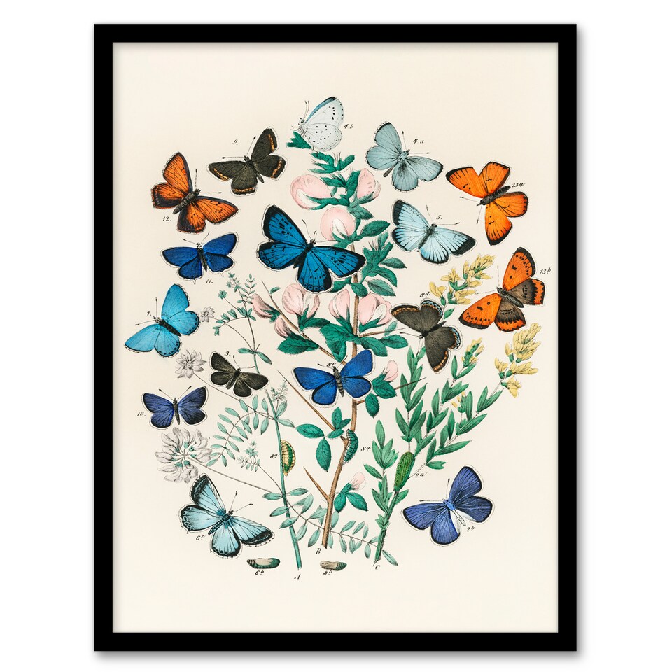 image 1 of William Forsell Kirby Framed Wall Art Blue and Orange Butterflies Home Décor