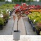 image 5 of Marshalls Garden Acer palmatum 'Atropurpureum', small purple-red Japanese maple | Purple | Purple-Red | 3L Plants