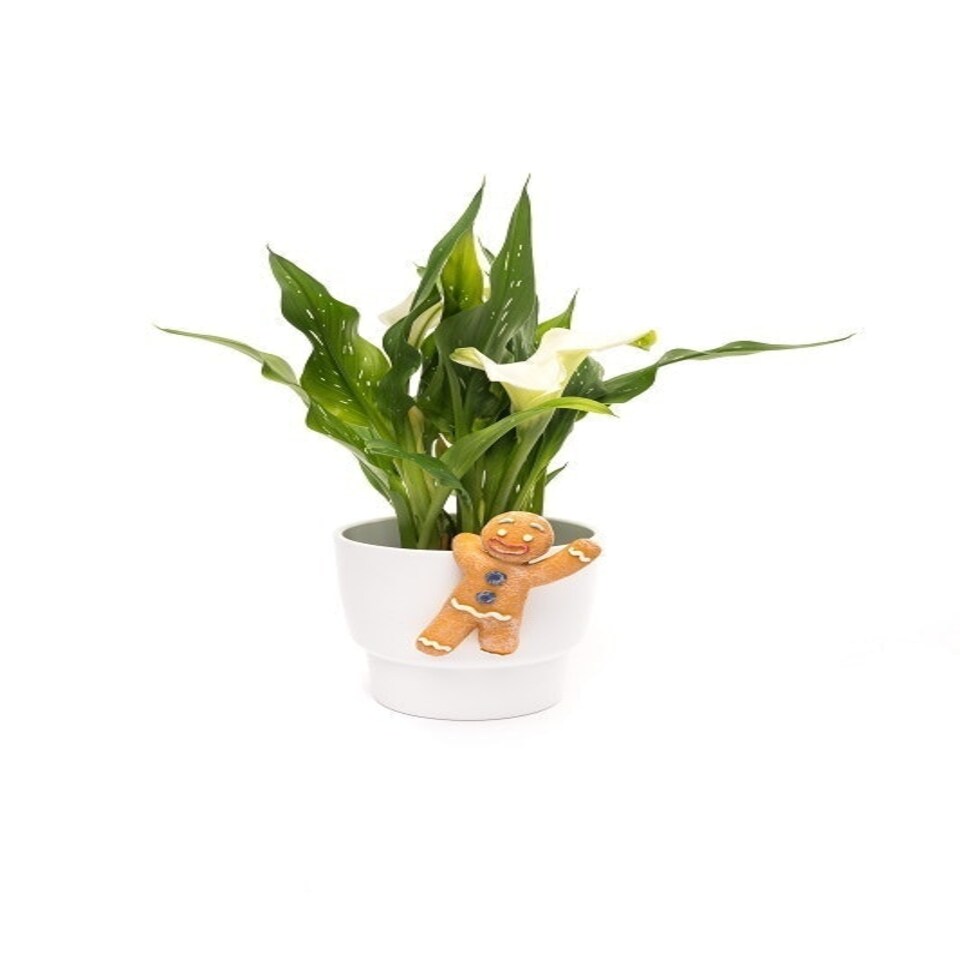 image 1 of Full Colour Gingerbread Man Pot Buddy - L11 x W6.5 x H3 cm