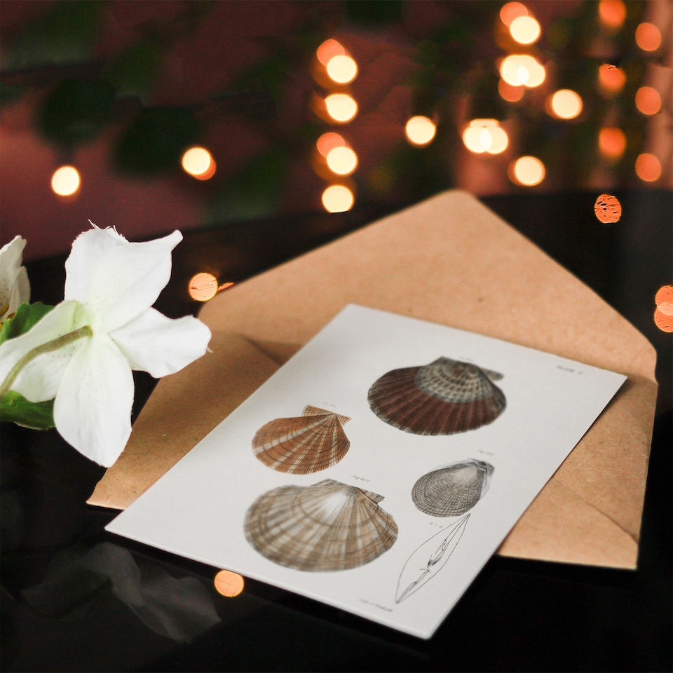 image 1 of James Ellsworth De Kay Scallop Seashells Study Art Greeting Card