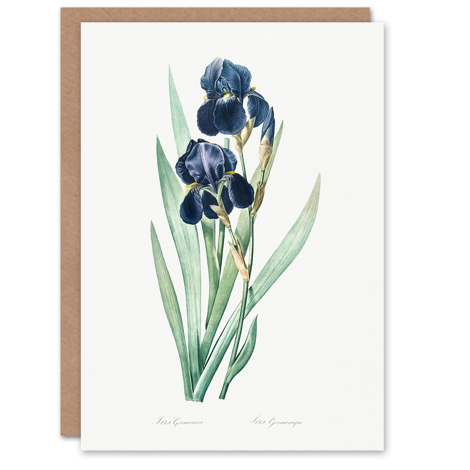 image 1 of Pierre-Joseph Redouté Art Card Bearded Iris Vintage Botanical
