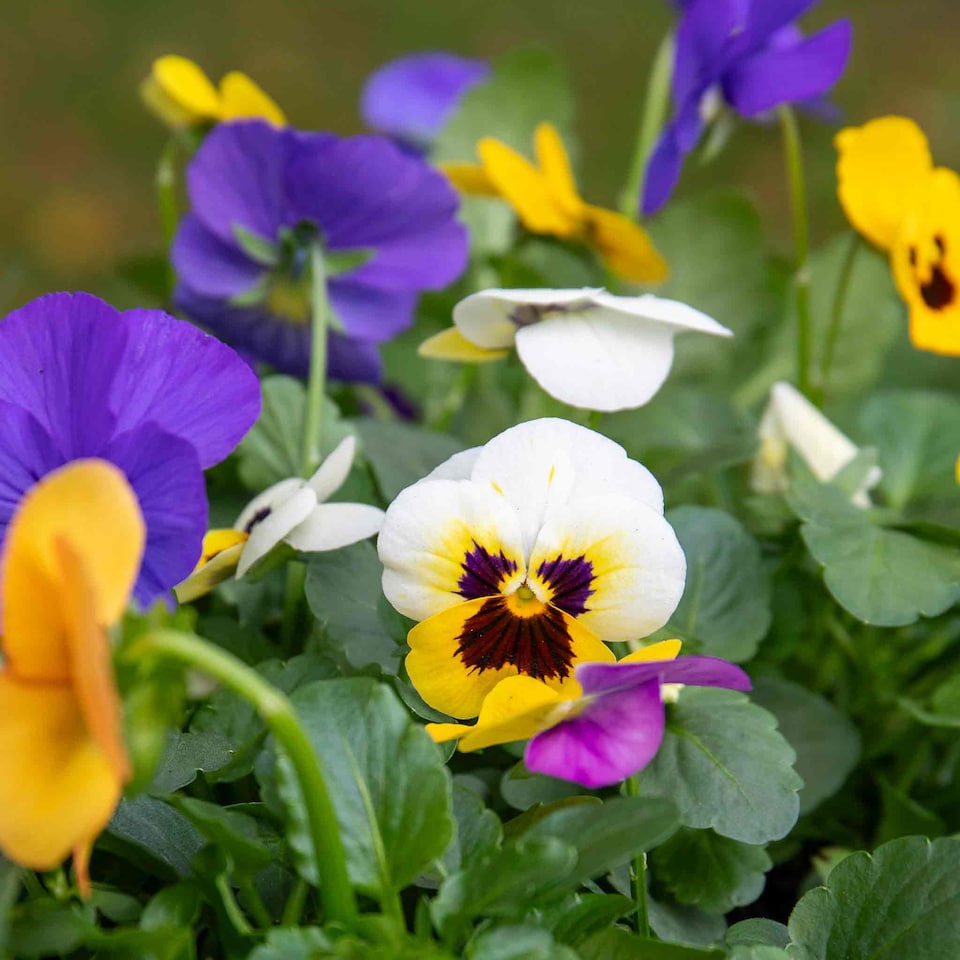 image 1 of Viola 'Sorbet Mix' - Garden-ready plugs, winter to early spring blooms