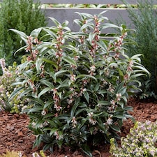 Marshalls Garden Sarcococca hookeriana 'Winter Gem' - 5 litre