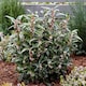 image 1 of Marshalls Garden Sarcococca hookeriana 'Winter Gem' - 5 litre