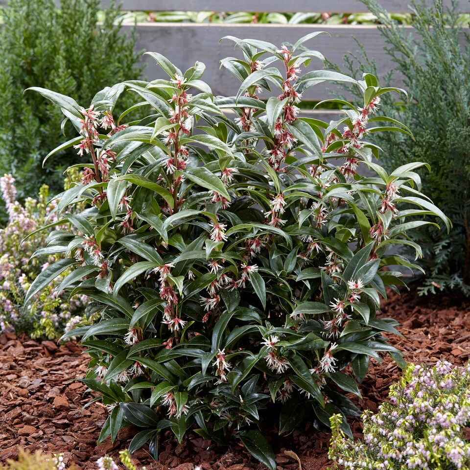 image 1 of Marshalls Garden Sarcococca hookeriana 'Winter Gem' - 5 litre