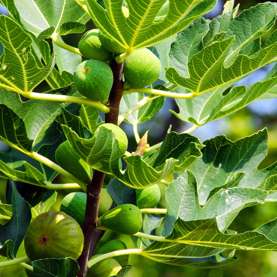 image 1 of You Garden - 3 x Fig Tree 'Brown Turkey' in a 9cm pots - Hardy Fruit Plant for Gardens - Potted Garden Ready Fig Tree