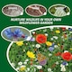 image 3 of Pronto Seed Pure Wildflower Seed Mix 100g, Covers 100m²