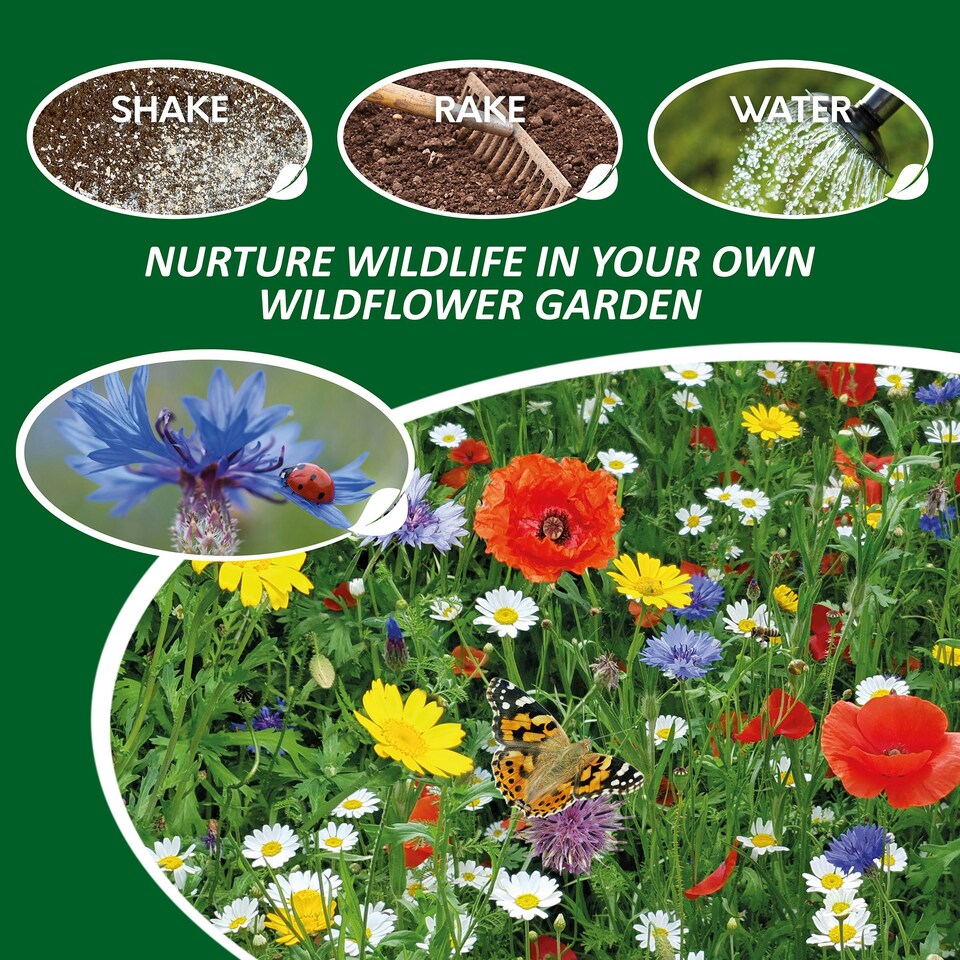 image 1 of Pronto Seed Pure Wildflower Seed Mix 100g, Covers 100m²