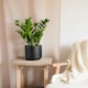 image 3 of ZZ Houseplant 14cm Pot Green