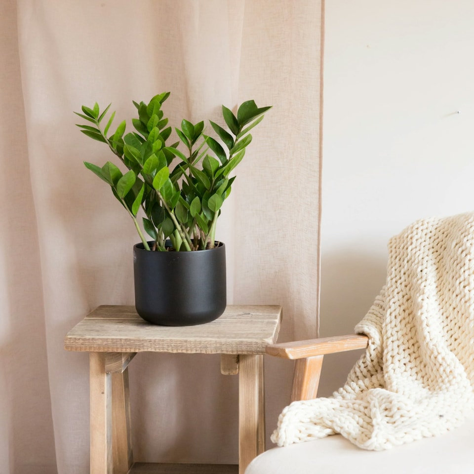 image 1 of ZZ Houseplant 14cm Pot Green