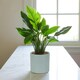 image 2 of Matte Grey Ceramic Indoor Plant Pot H15 x W15.5cm Grey