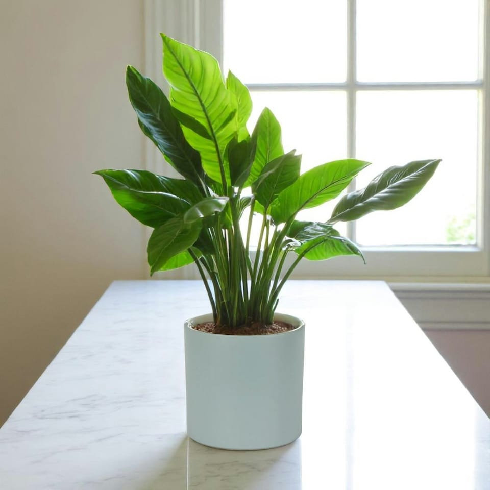 image 1 of Matte Grey Ceramic Indoor Plant Pot H15 x W15.5cm Grey