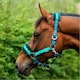 image 2 of Hy Dazzle Horse Headcollar - Alpine Green - Small Pony