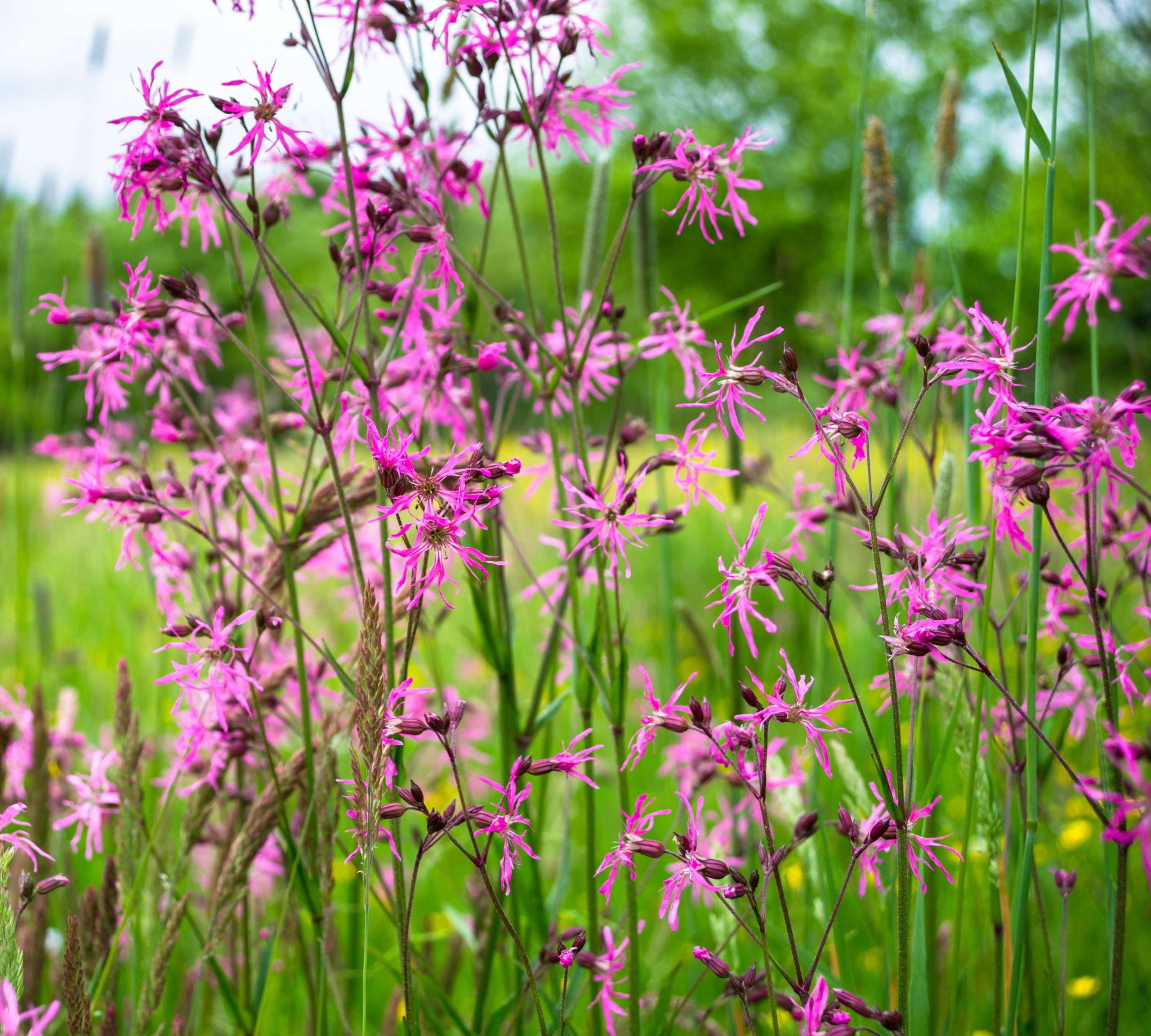 Ragged Robin (Lychnis flos-cuculi) - Hardy UK Native Marginal Aquatic ...