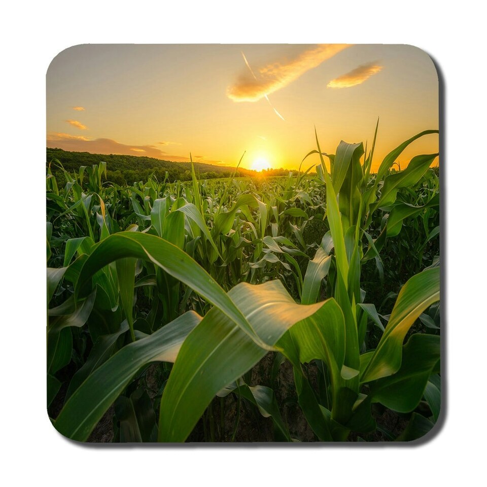 image 1 of Young green corn growing on the field at sunset (Coaster) (Coaster)