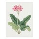 image 1 of Sakura Flower Wall Art Print Vintage Japanese Botanical 12x16"