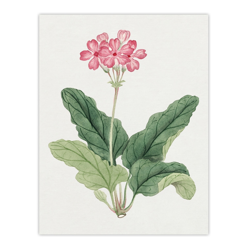 image 1 of Sakura Flower Wall Art Print Vintage Japanese Botanical 12x16"