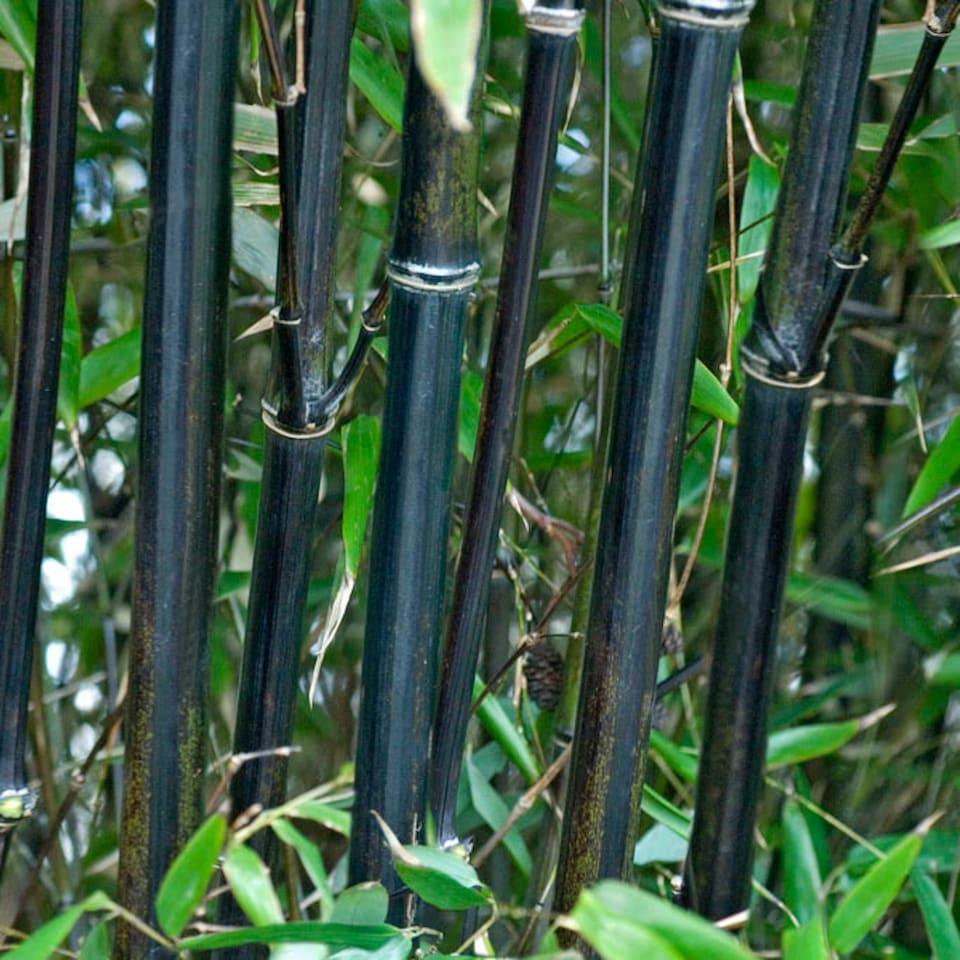 image 1 of YouGarden Black Bamboo, Established Garden Plant, Phyllostachys in 3L Pot, 50-80cm Tall Plant, Ready to Plant Out