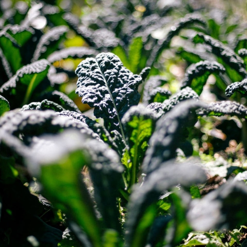 image 1 of Carbeth Plants Kale Nero Di Toscana Vegetable Plant - 6 pack - Easy Grow Kitchen Garden